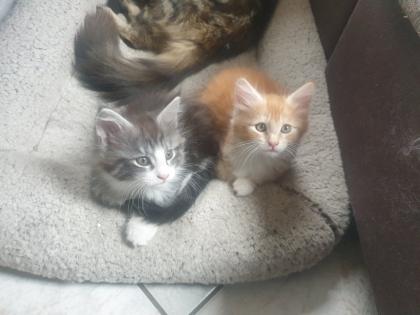 Prächtige Maine Coon Kitten