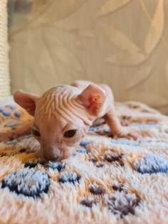 Sphynx Elf Stammbaum blau Augen Kanadische Katze