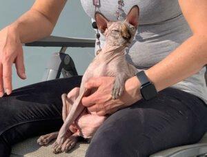 LUCI und Lilli - Canadian Sphynx, weiblich, 7Jahre, Gechipt, Kastriert