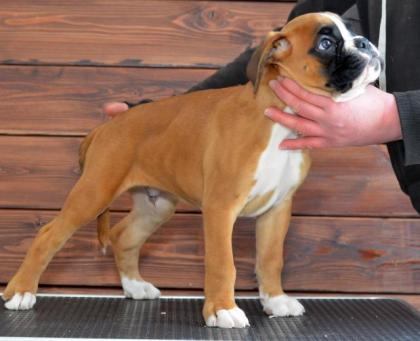 Boxer - welpen