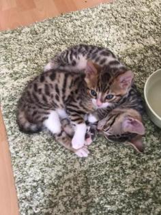 Bengal mix suchen Dosenöffner