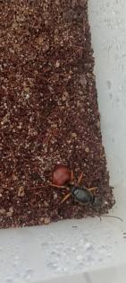 Dinomyrmex gigas Ameisenkönigin