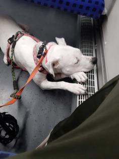 Amstaff Mischling Dame