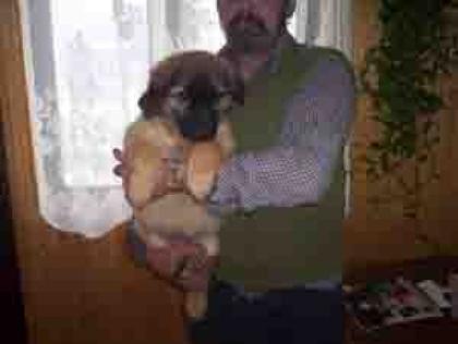 Leonberger