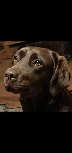 Labrador-Welpen, braun, reinrassig, Rüde Hündin je 1x