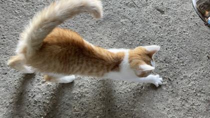 2 süße Katzenbabys abzugeben