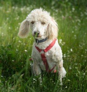 KEFIR - weiblich 1 Jahr 44 cm 12. 5 kg Puli-Mix Gechipt Kastriert