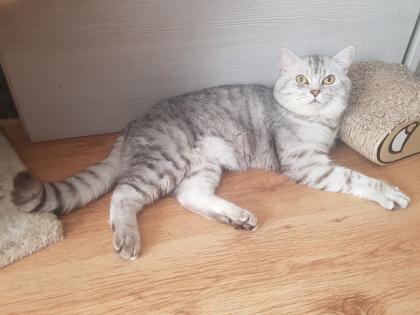 BKH Kitten Britisch Kurzhaar