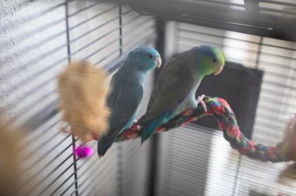 Blaugenicksperlingspapageien zu verkaufen
