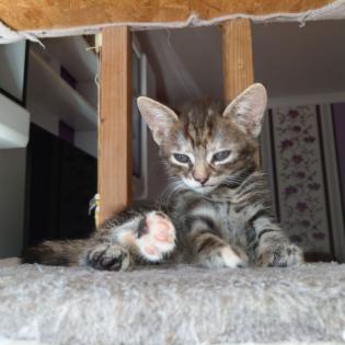 2 Katzenbabys, 12 Wochen, Weibchen und Junge
