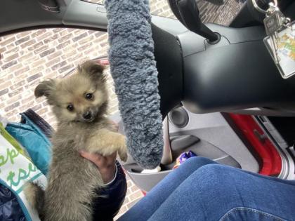 Pomchi R de
