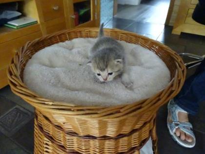 BKH Kitten o. P.