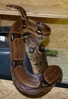 Komplettverkauf von Boas, Pythons und Kornnattern