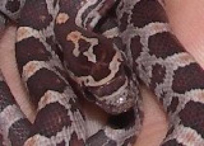 Kornnattern Pantherophis guttatus