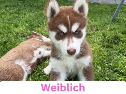 Sibirische Husky-Welpen 8 Wochen alt, geimpft entwurmt