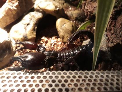 Heterometrus spinifer abzugeben