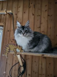 Zauberhafter Maine Coon Bub