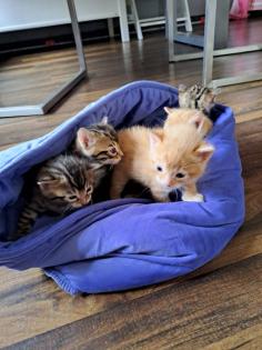 Edelmix Sibirische Waldkatze und Bengal Kitten