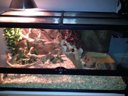 Adulte Kornnatter inkl. Terrarium abzugeben