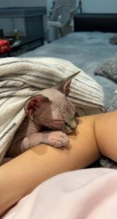 Canadian Sphynx Katze