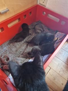 2 kleine Katzengeschwister abzugeben