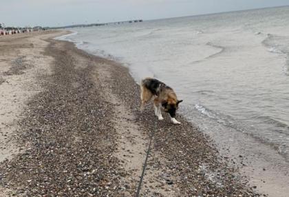 Timon. ist ein toller Hund, loyal und sehr auf seinen Menschen bezogen