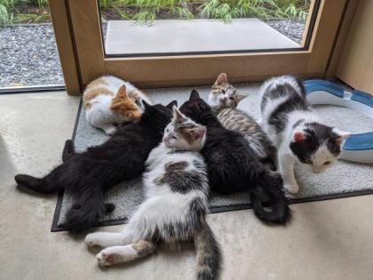 Selkirk Rex Mix Kitten