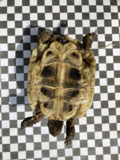 3 Griechische Landschildkröten NZ 2022