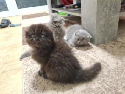Scottish katzen lange und kurze Haare
