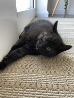 BKH Kitten Babykatzen