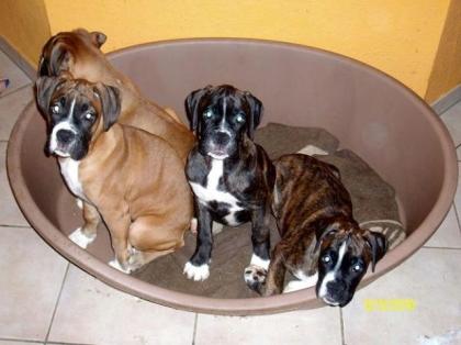 4 süße Boxerwelpen suchen ein neues zu Hause