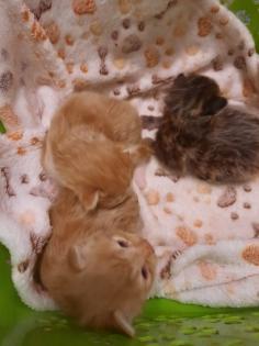 Maine Coon Kitten ab der 12 Woche