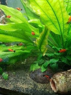 Platy-Fische zu verkaufen Wagtail - orange-schwarz