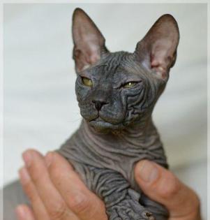 Don Sphynx Junge