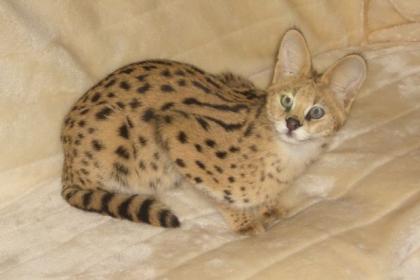 Serval, Jungtier