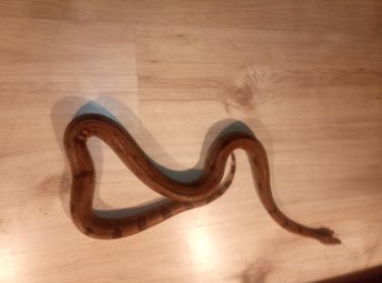 Boa constrictor Sabogae