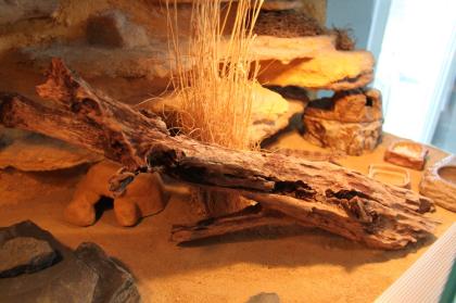 Wunderschönes Terrarium für Geckos mit Zubehör