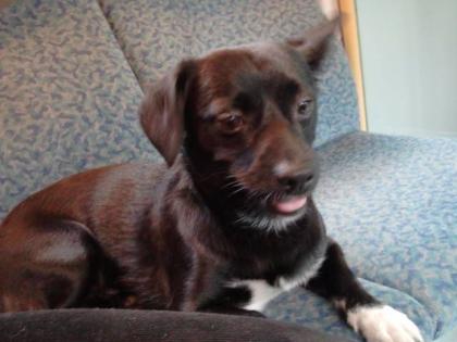 Tayson sucht ein neues Zuhause