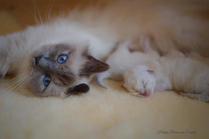 Heilige Birma Kitten mit Stammbaum