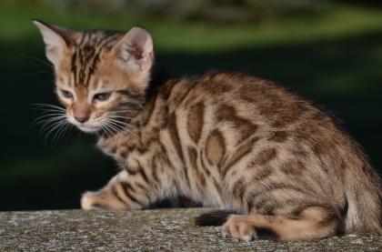 Bengalkitten Abgabe ab sofort