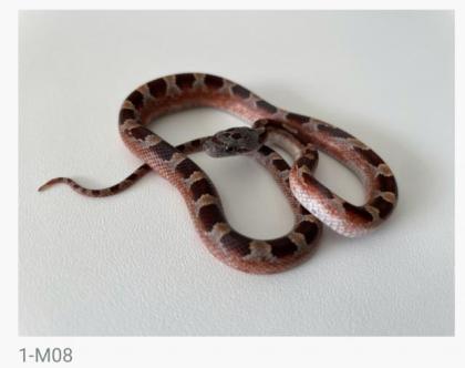Bloodred Pied Sided het. Hypo Kornnattern Jungtiere Nachzuchten 2022