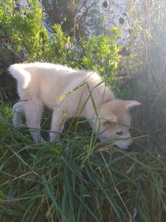 Akita Husky im Allgäu