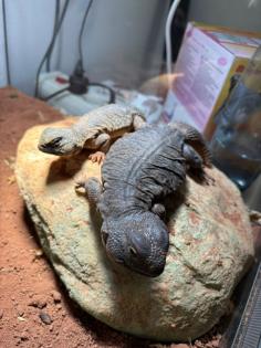 2 x Dornschwanzagamen inkl. Terrarium wegen Umbau