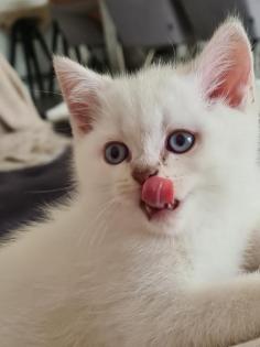 BKH Kitten