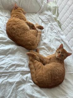 Katze Europäisches Kurzhaar
