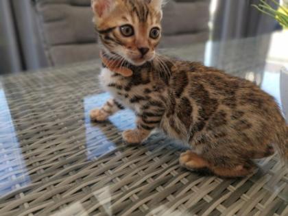 Wunderschöne Kontrastreiche Bengalkitten