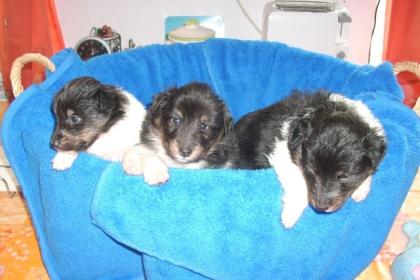 Sheltie Baby, s -zobel-weiß und Tricolor