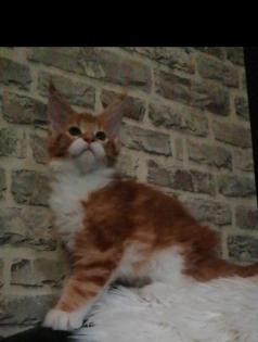 Maine Coon Mädchen mit Stammbaum sucht ab 06. 09. 2023 .