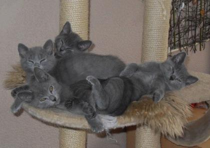Reinrassige Chartreux Kitten Weibchen