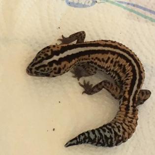 Afrikanischer Fettschwanzgecko
